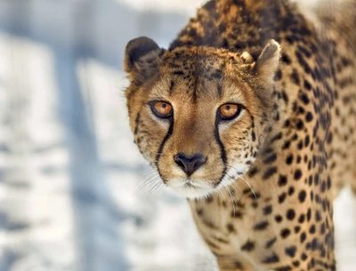 Primer plano de un guepardo: el majestuoso gran felino capturado en detalle