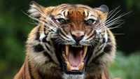 roar, felidae, tiger, wildlife, terrestrial animal wallpaper