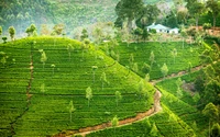 Terraced Tea Plantation in a Highland Landscape