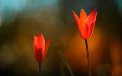 Nahaufnahme von lebhaften roten und orangefarbenen Tulpen im Frühlingslicht