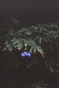 Ornement bleu élégant sur une branche de sapin