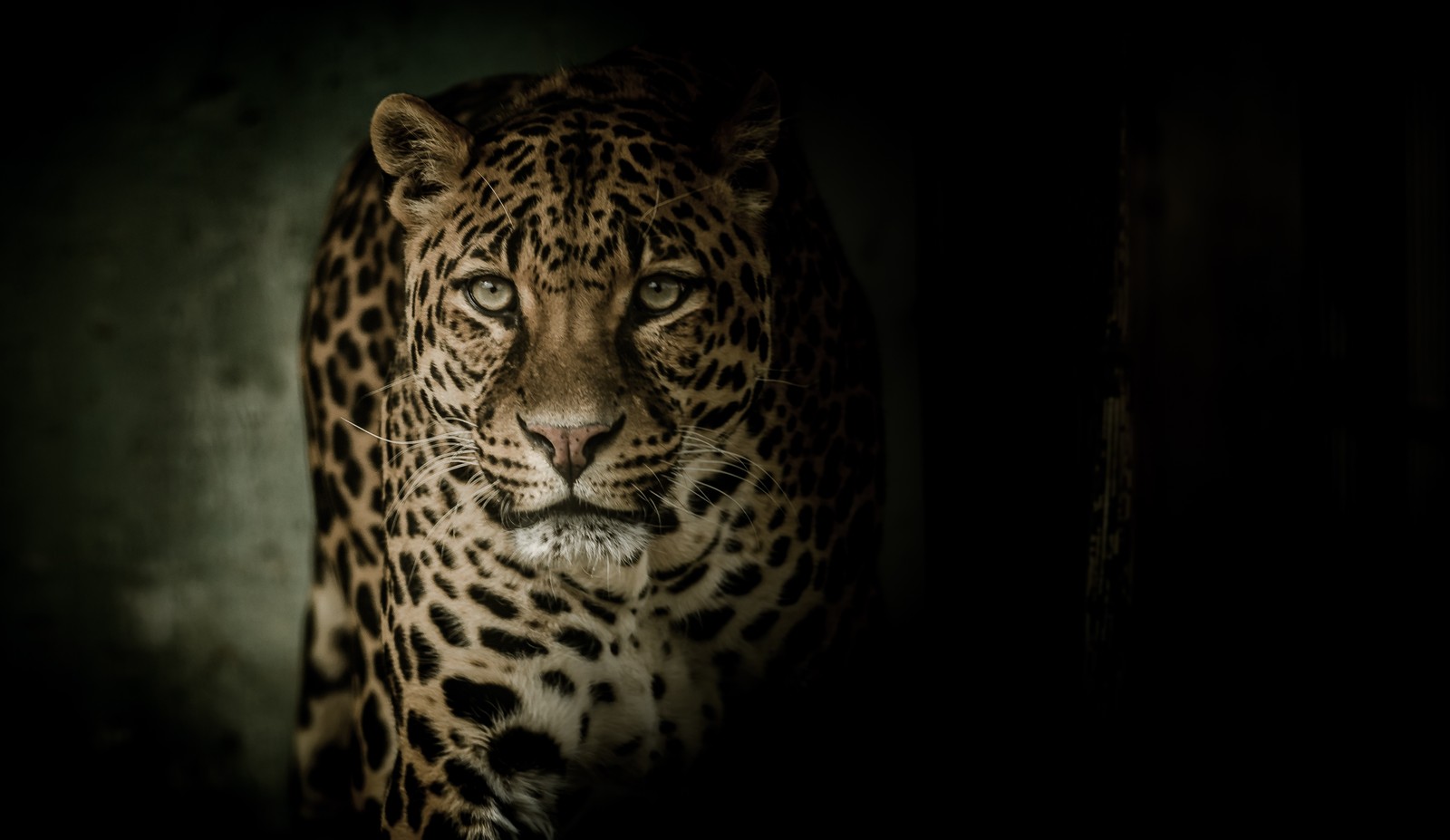 Una pantera árabe caminando en la oscuridad con un fondo negro (leopardo, animal salvaje, fondo oscuro, animales, oscuro negro)