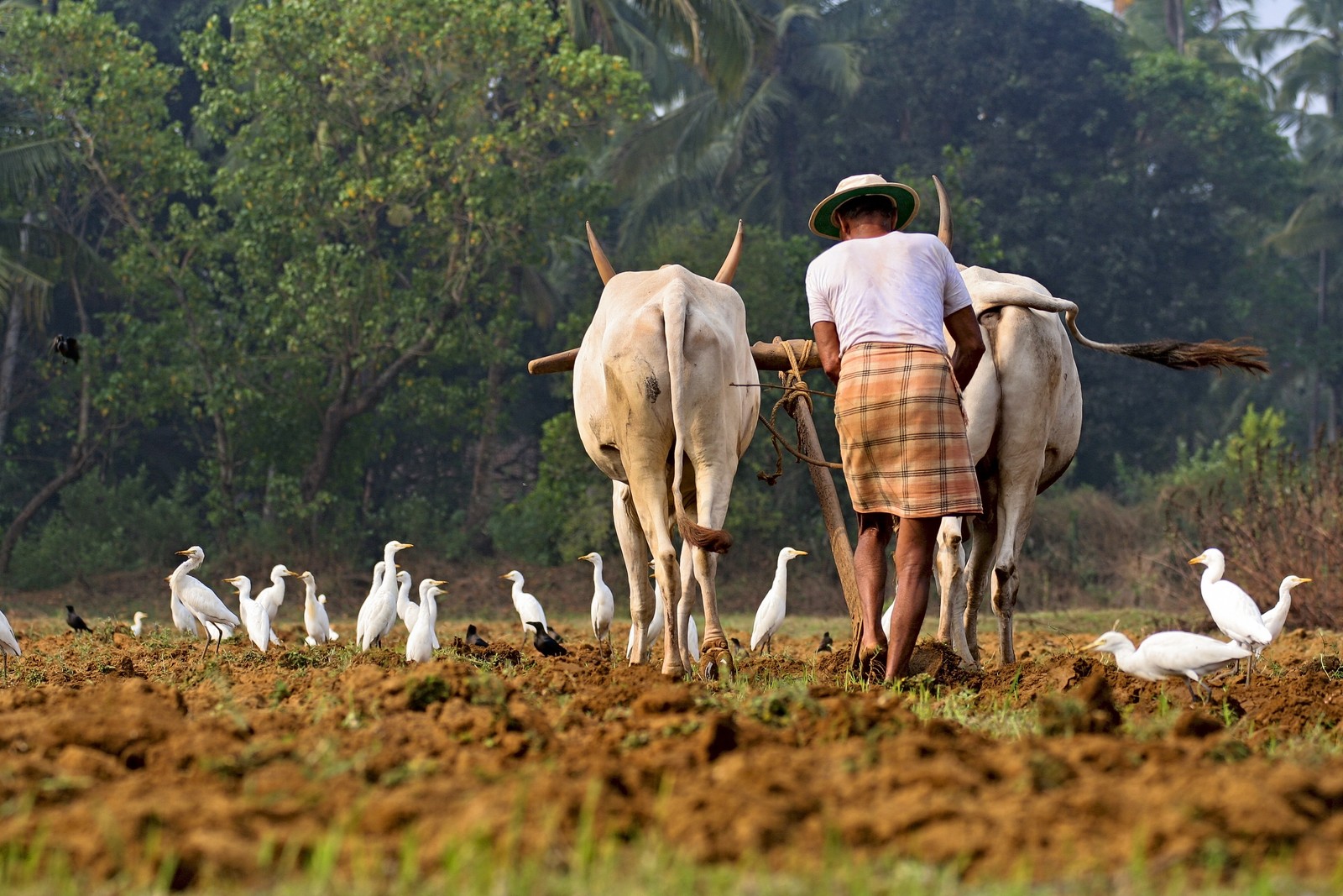 Há um homem caminhando com duas vacas e pássaros (agricultura, campo, rebanho, pastagem, área rural)