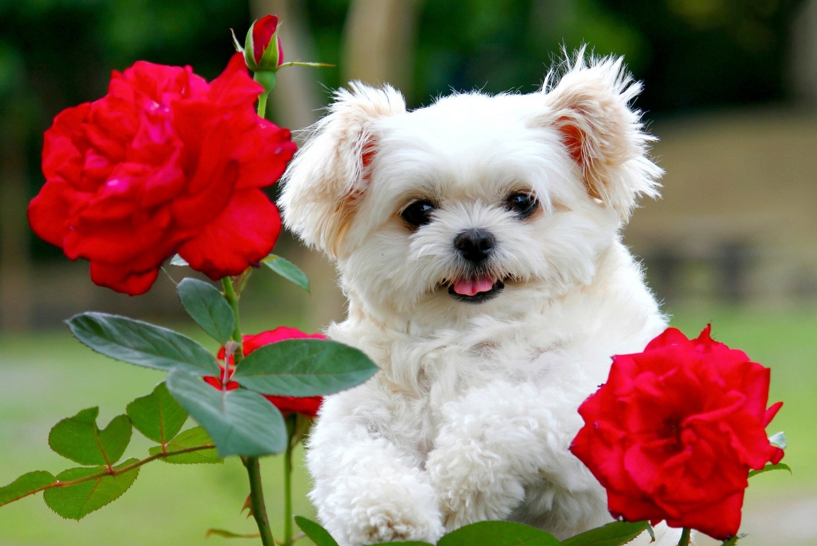 There is a white dog sitting in a garden with red roses (animal, cute, little dog, nature, puppy)