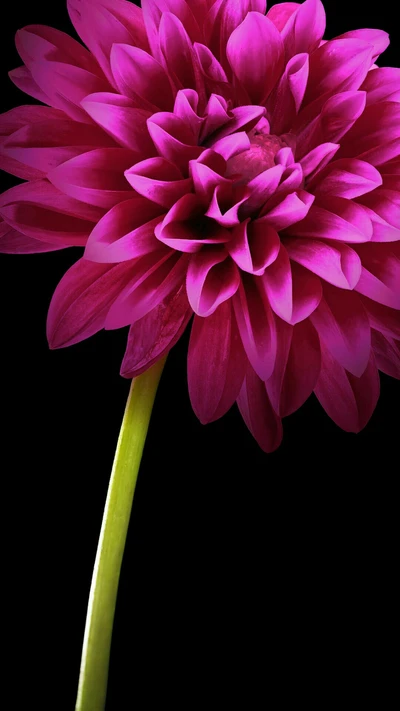 abstrait, couleur, fleur, hd, magie