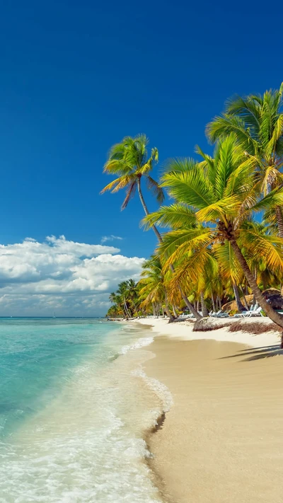 Paradis tropical de plage avec des palmiers et un ciel bleu clair