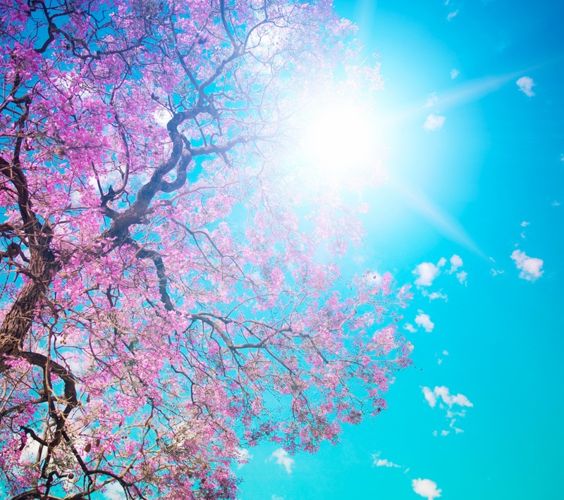 A close up of a tree with pink flowers and the sun shining through it (blue, lilac, pink, sky, spring)