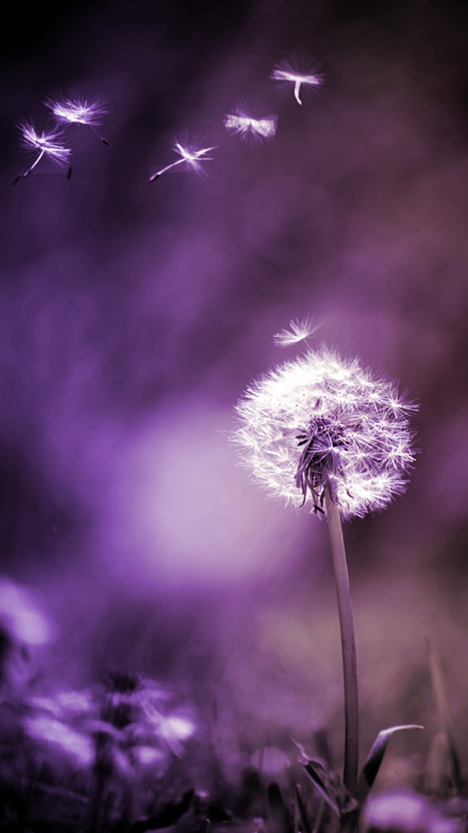 Descargar fondo de pantalla diente de león, primavera