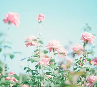 beautiful, blue, flowers, pink, rose