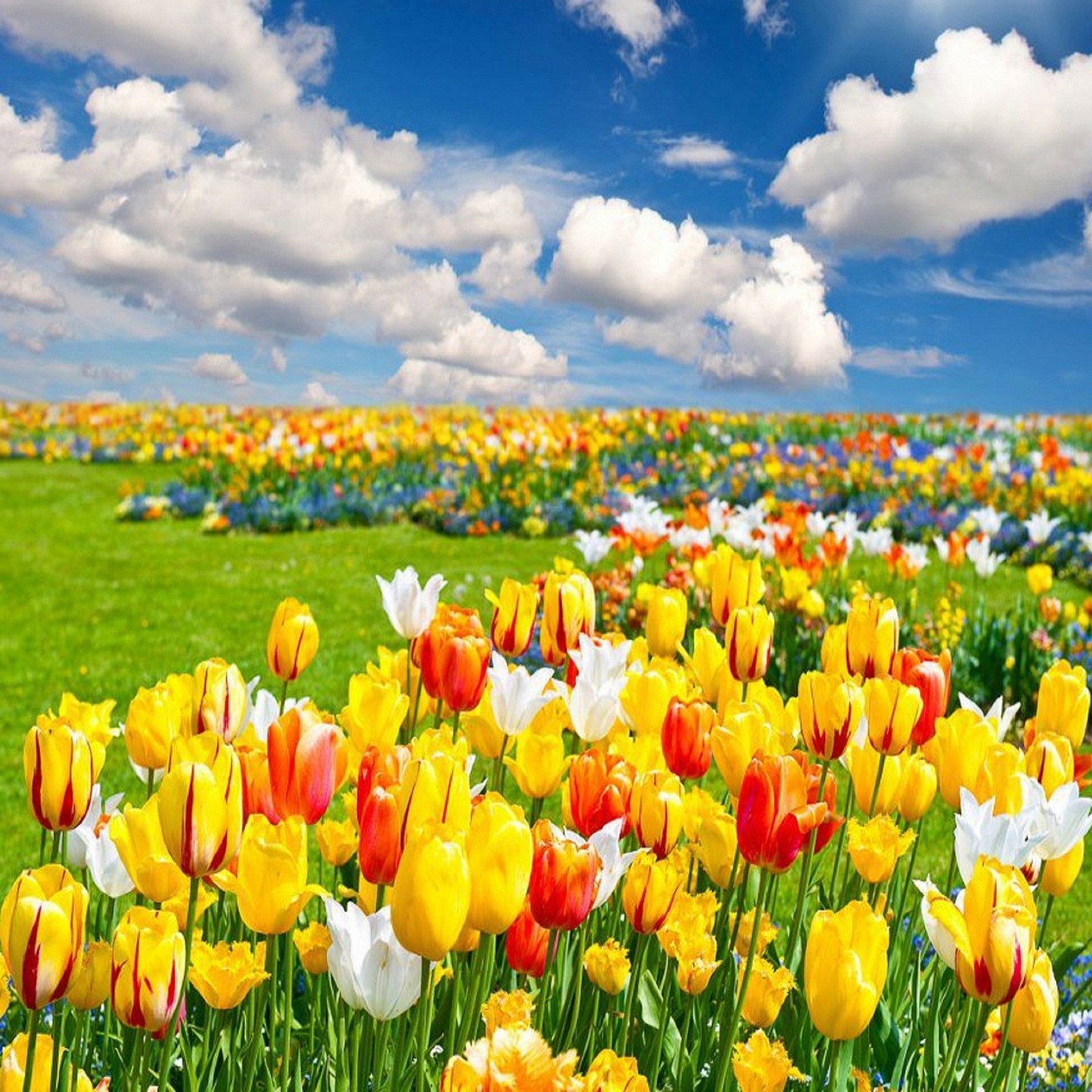 beautiful, tulips Download Wallpaper