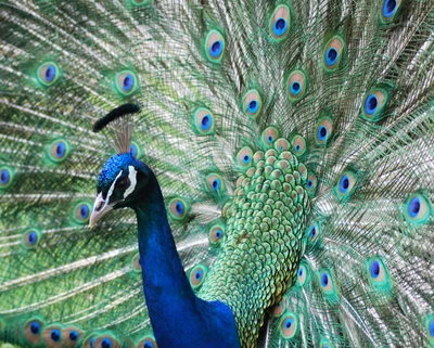 Lebendiger Pfau zeigt seine bunten Federn