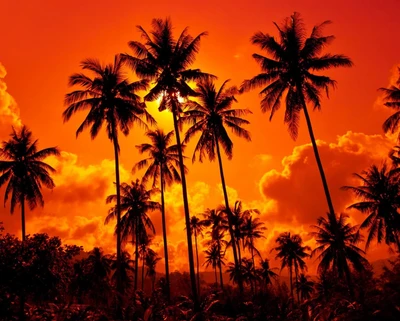 paisaje, naturaleza, orange nature, palmas, atardecer