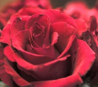 Rote Rose: Ein zeitloses Symbol der Liebe und Romantik