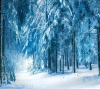 winter wallpaper