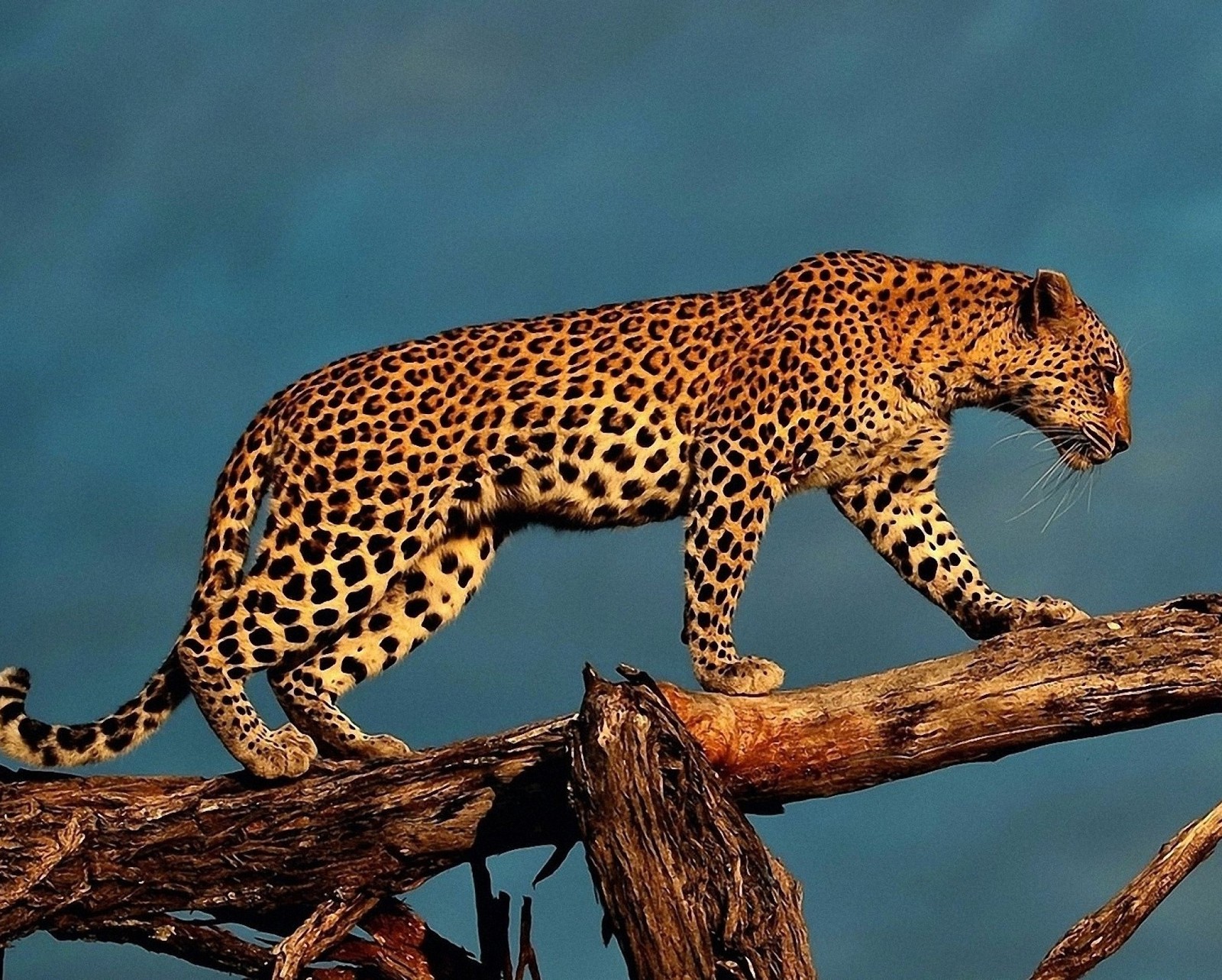 Um leopardo caminhando em um galho na natureza com um céu azul ao fundo (animal, leão, selvagem, tigre)