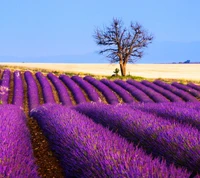 Champs de lavande vibrants sous un ciel printanier dégagé