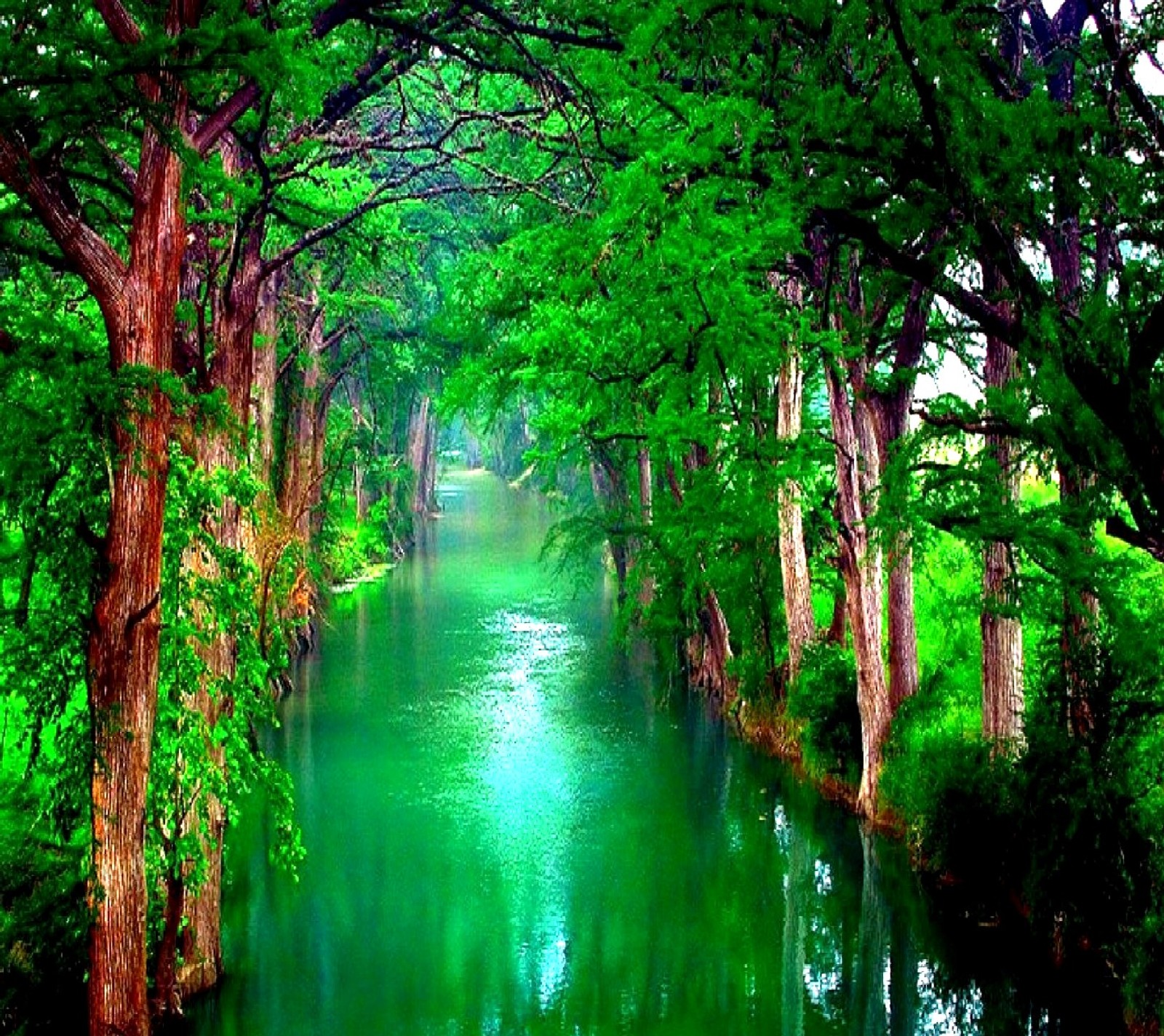 Trees are growing along the river in a green forest (nature)