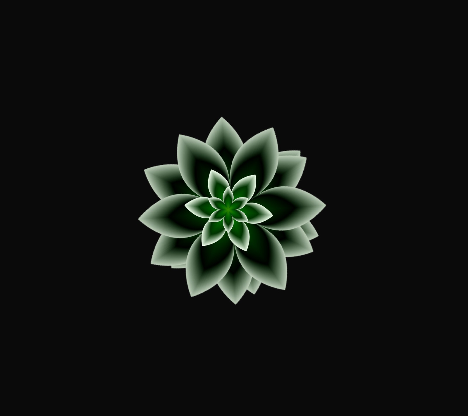 A close up of a green flower on a black background (design, flower, green, nature)