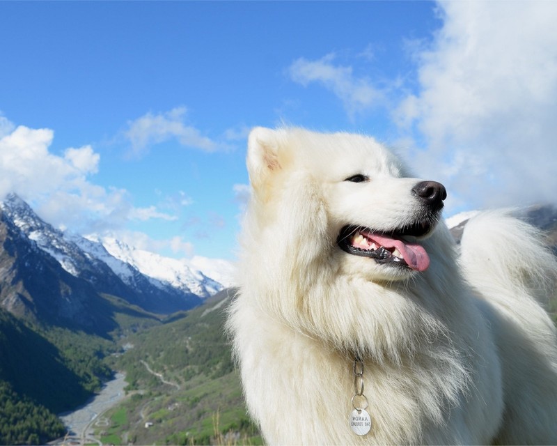 Ein giraffenhund steht vor einem berg mit einem gebirgszug im hintergrund (hund, welpe)