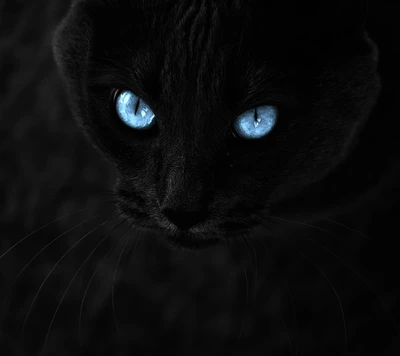 Contraste frappant : chat noir avec des yeux bleus enchanteurs