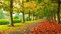 Autumn Grove: A Scenic Woodland Path Blanketed in Colorful Leaves