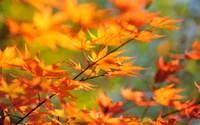 automne, branche, arbre, à feuilles caduques, vert