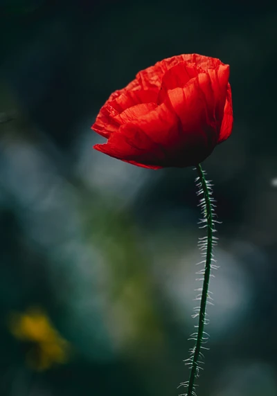 Zarte rote Mohnblume, die hoch vor einem verschwommenen Hintergrund steht.