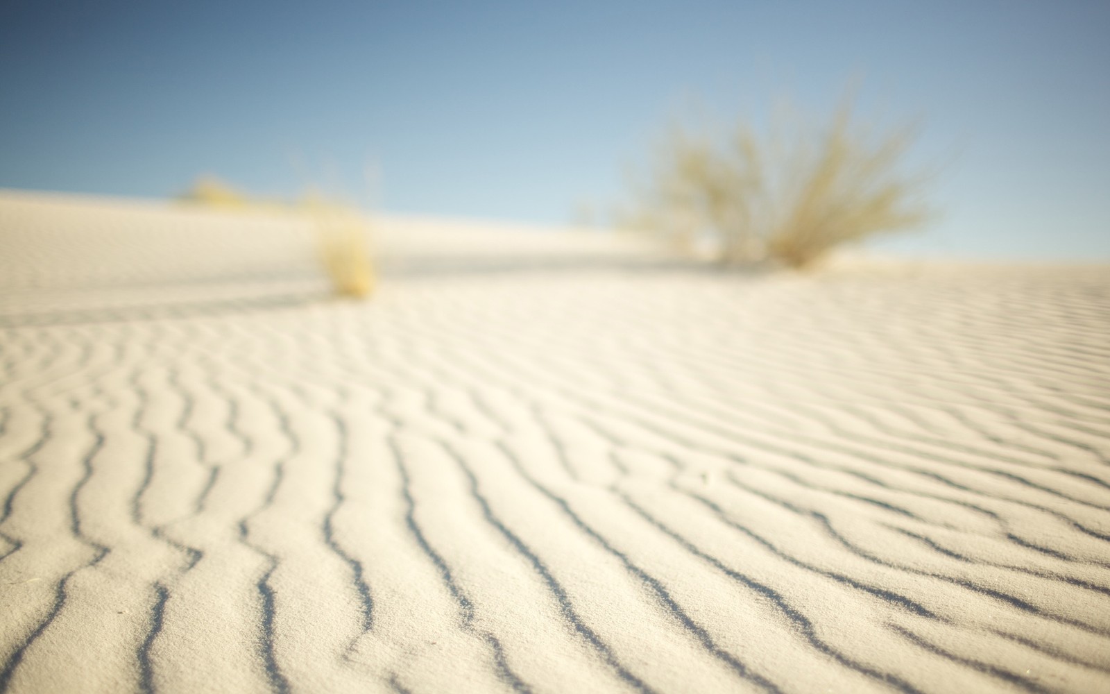 Eine aussicht auf eine wüste mit einem kleinen baum in der ferne (sand, wüste, dune, erg, äolische landschaftsform)