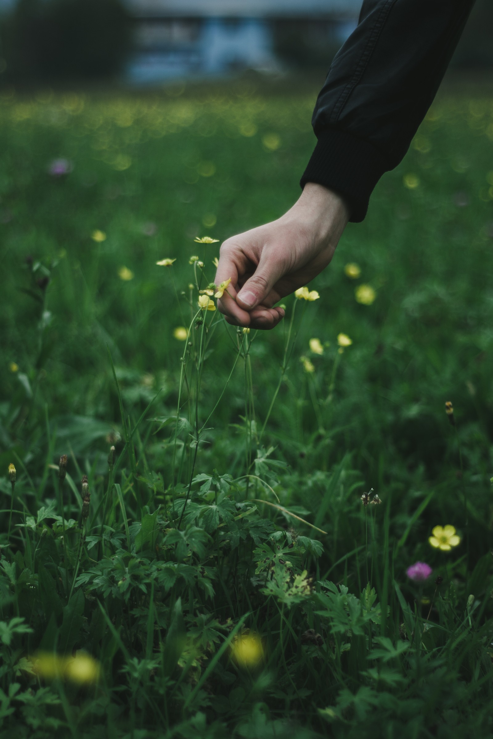 Alguien está recogiendo una flor de un campo de flores (flor, verde, pasto, planta, familia de hierbas)