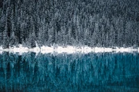 lake louise, winter, cold, reflections, pine trees wallpaper