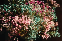 Bouquet de gypsophile coloré en bleus et roses vibrants