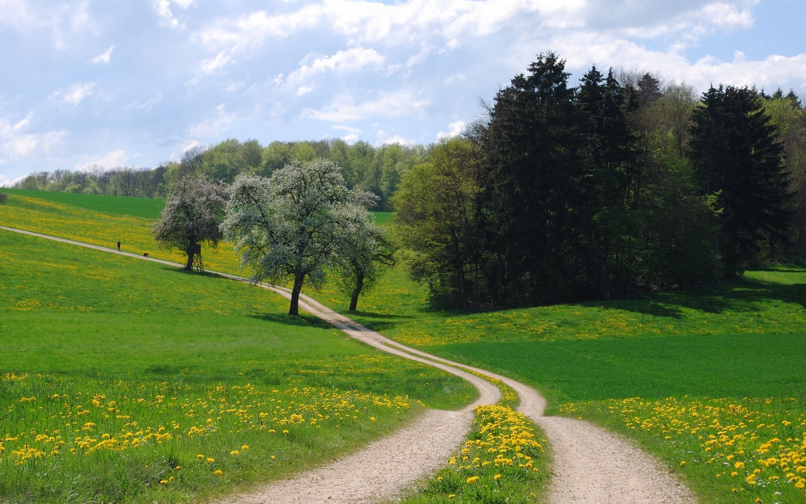 Uma vista de uma estrada de terra serpenteando por um campo verde (natureza, árvore, estrada, prado, vegetação)