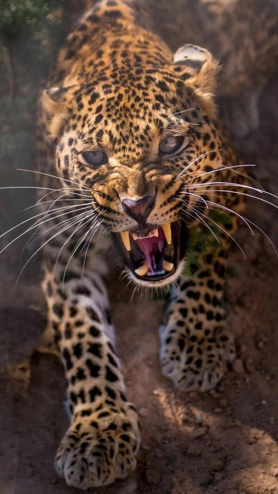 Leopardo africano agressivo exibindo suas poderosas mandíbulas e olhos marcantes em um ambiente natural.