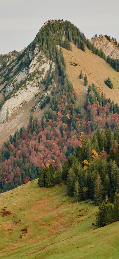 Communauté de plantes vibrante sur le flanc de la montagne