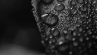 black and white, dew, drop, water, monochrome photography