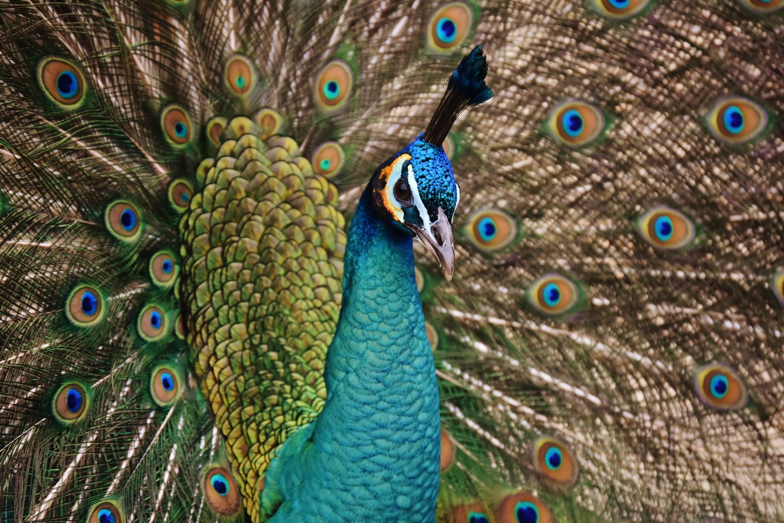 Un paon avec les plumes déployées (paon, oiseau, plumage, plume de paon, motif)