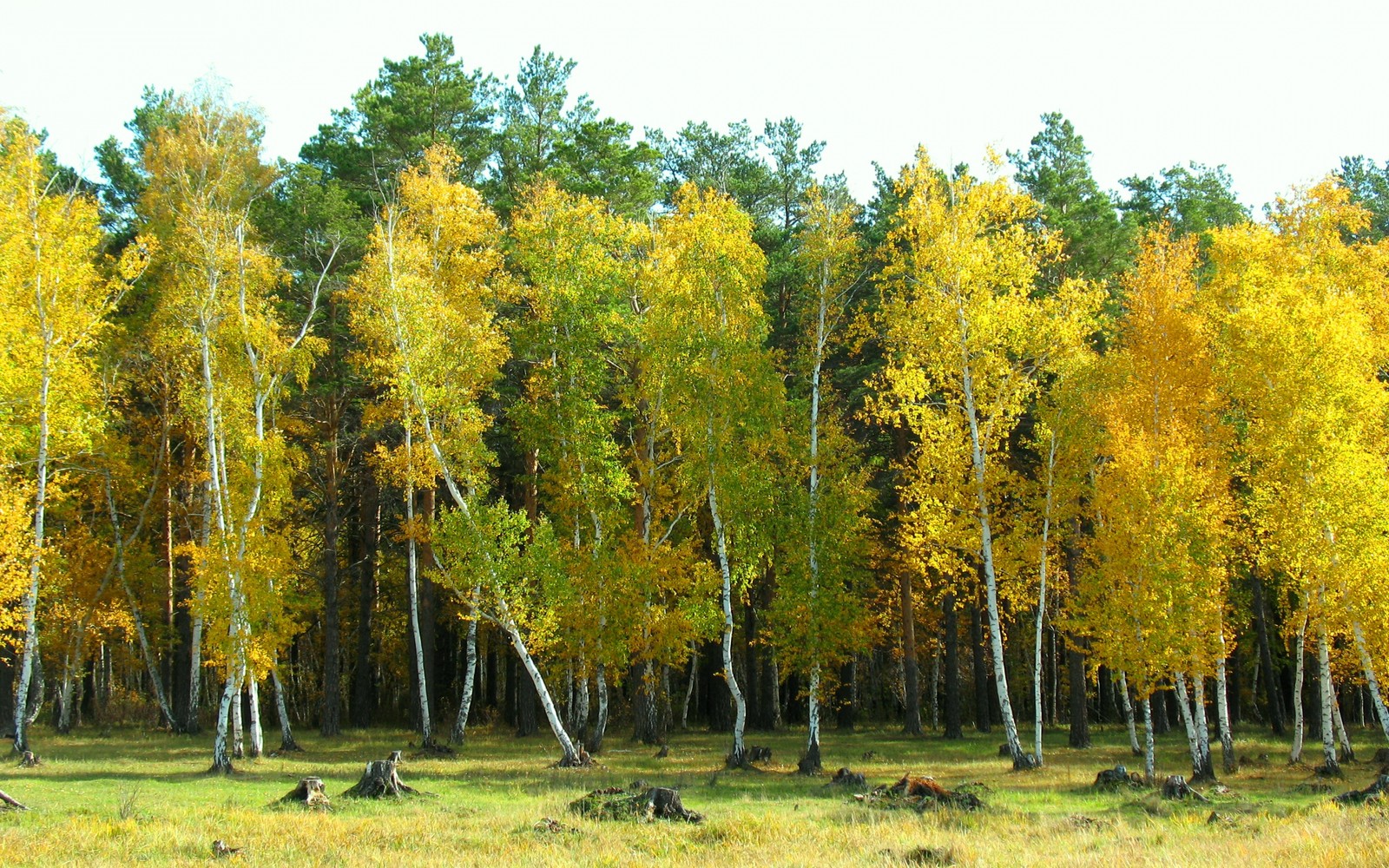 Um close em um campo com árvores e uma floresta ao fundo (bétula, árvore, floresta, bioma, decíduo)