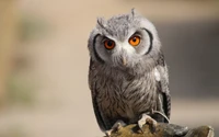 Portrait of a Zwergeule Owl with Striking Orange Eyes Against a Soft Bokeh Background