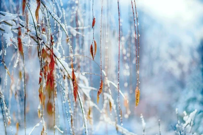 Frosted Twigs Glimmering in Winter Sunlight