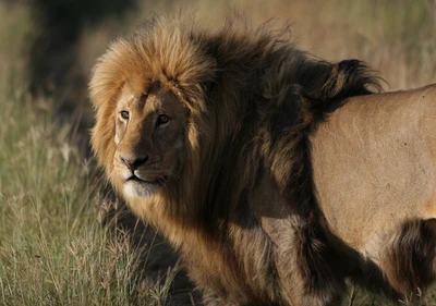 leão, felidae, felino grande, fauna, cabelo