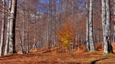 automne, arbre, forêt, boisé, nature