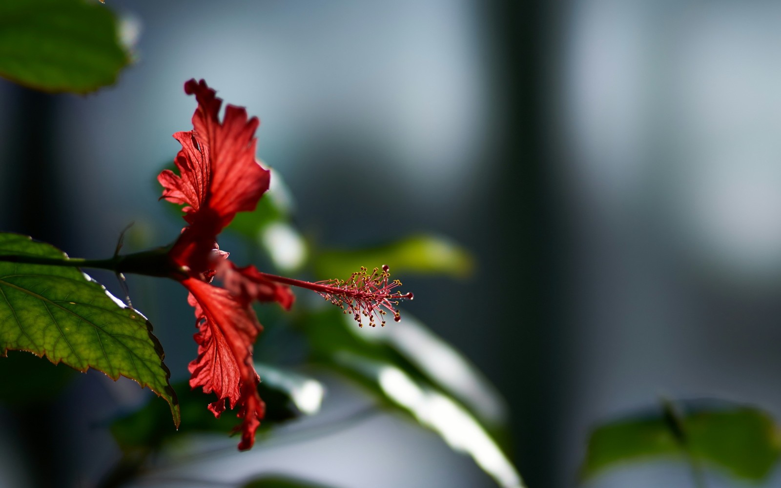 Il y a une fleur rouge qui pousse sur un arbre (hibiscus, fleur, plante à fleurs, rouge, plante)