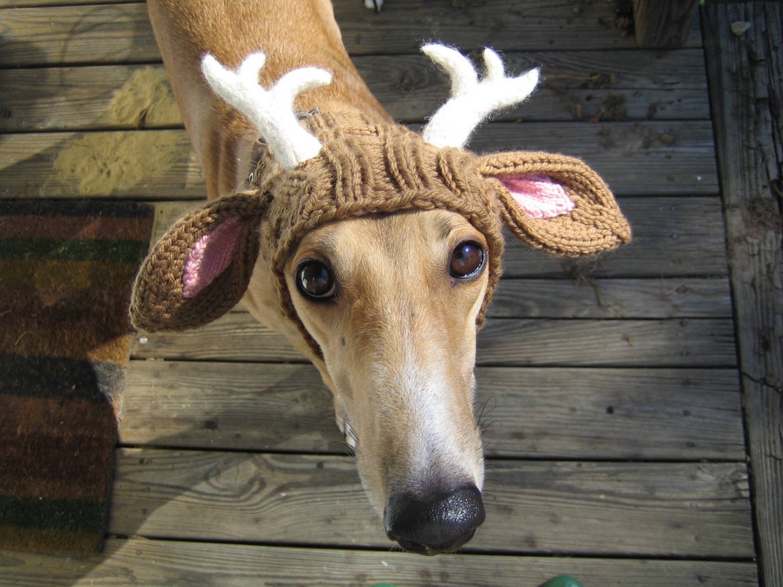 Perro arrafed con un gorro de lana con cuernos (ciervo, galgo italiano, renos, cuerno, ganchillo)