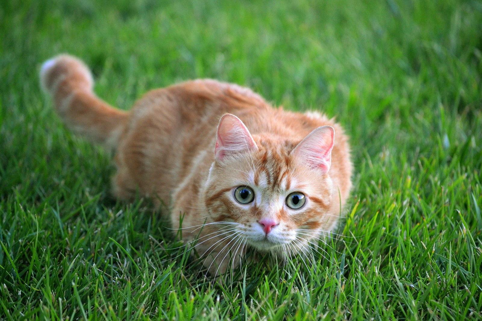 There is a cat that is walking in the grass (cat, felidae, grass, whiskers, tabby cat)