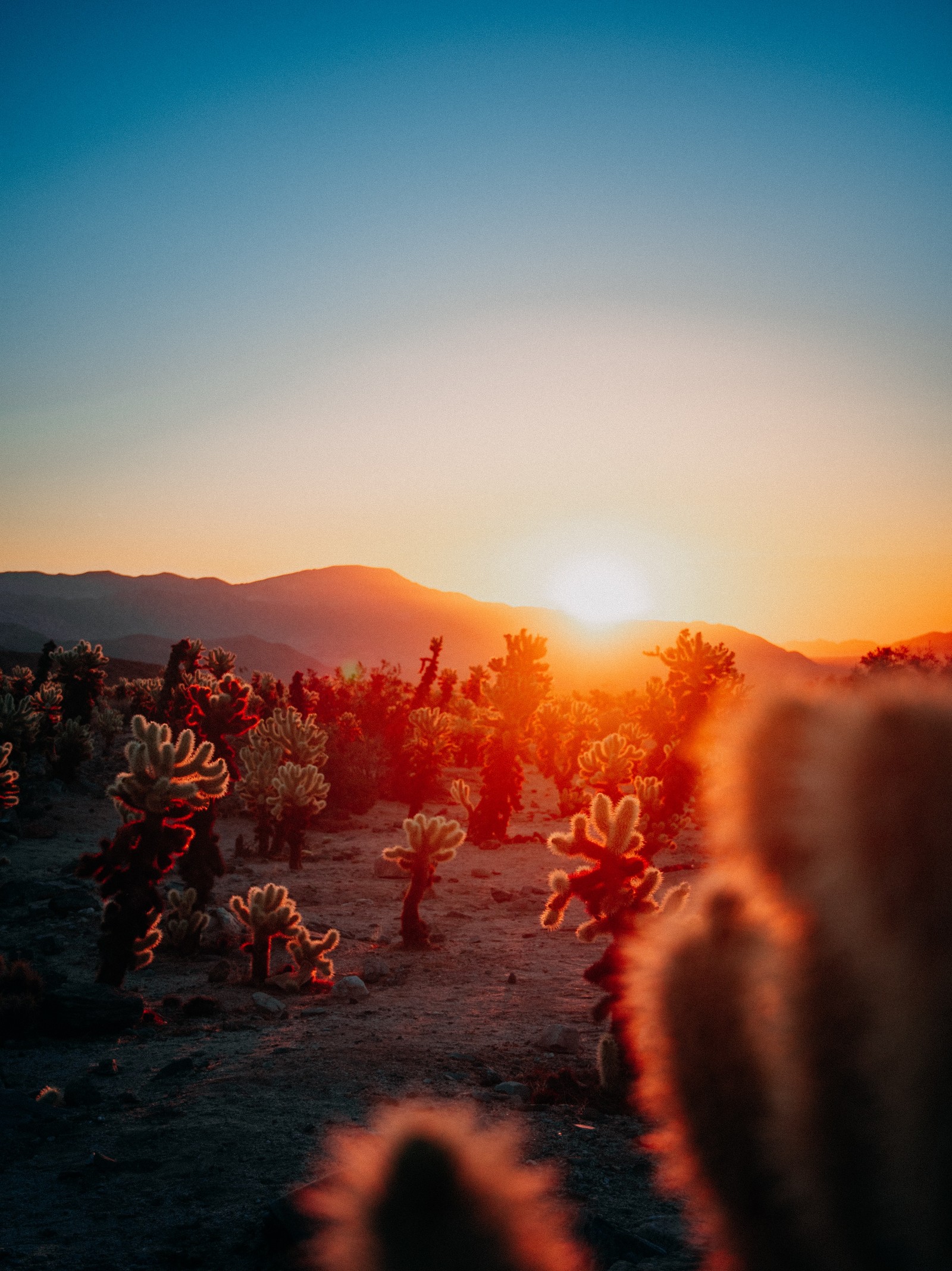 Arafed view of a field of cactus plants with the sun setting (calendar, afterglow, astronomical object, cloud, heat)