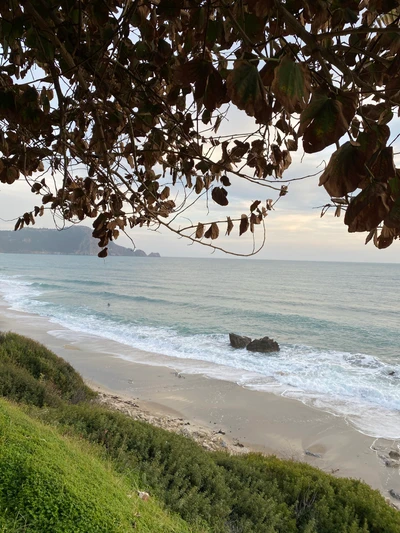 Tranquil Coastal Landscape with Overhanging Branches