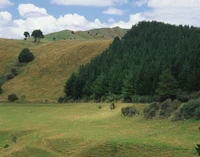 pradera, prado, árbol, colina, tierras altas