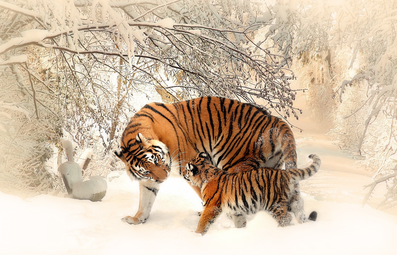 Hay dos tigres caminando juntos en la nieve (tigre blanco, tigre siberiano, felidae, leopardo, león)