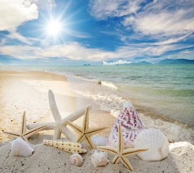 Scène de plage sereine avec des coquillages et des étoiles de mer