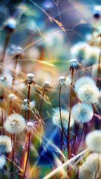 Pradera soñadora de plumas de diente de león